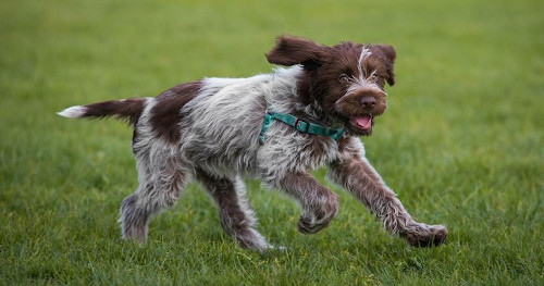 Image of Wirehaired Pointing Griffon showing its true temperament