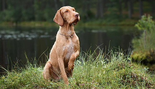 wirehaired vizsla breeders