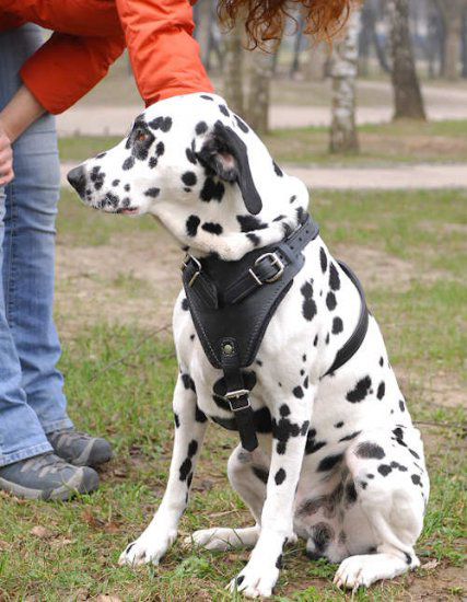 working dog harness for pulling
