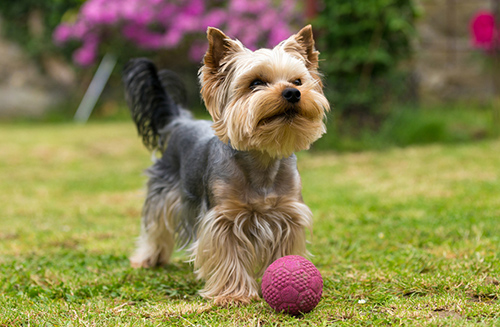 Yorkshire Terrier dog playing with a ball