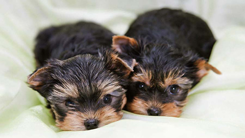 two adorable Yorkshire puppies laying on a blanket