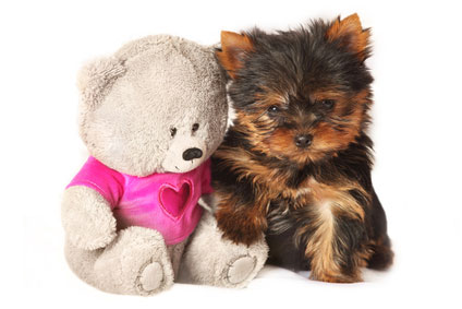 picture of yorkshire terrier - small dog breeds that don't shed