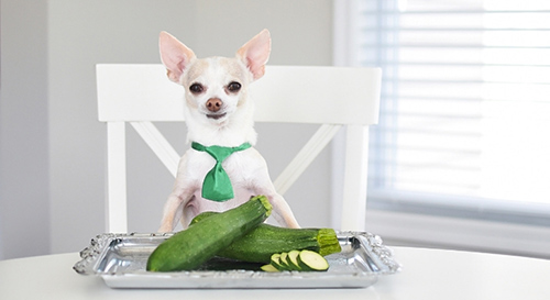 can dogs eat zucchini chews